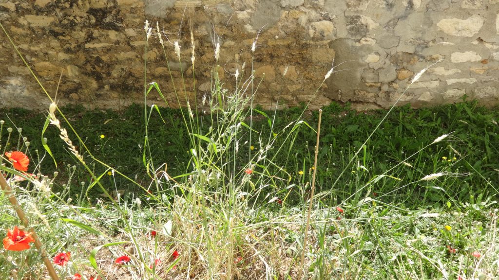 Parcelle d'avoine nue dans les jardins de Maurice d'Occagne